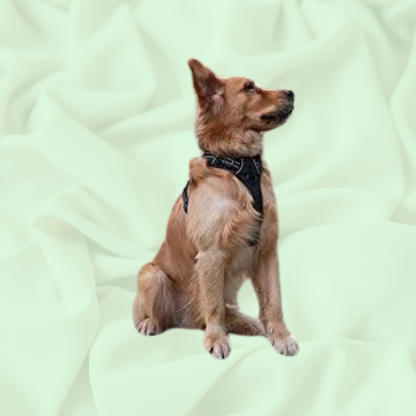 HugWalk™ Dog Harness | Elke wandeling voelt als een knuffel