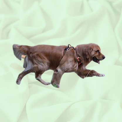 HugWalk™ Dog Harness | Elke wandeling voelt als een knuffel